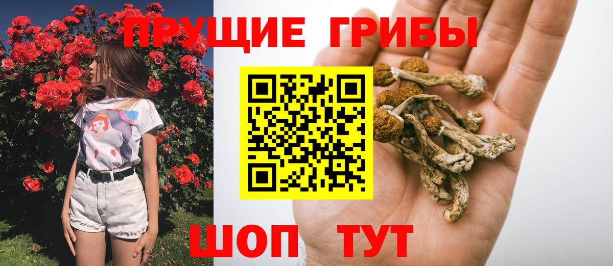 хочу   Вход с VPN  Миасс  Псилоцибиновые грибы Psilocybe 